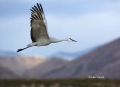 Sandhill-Crane;Crane;Grus-canadensis;Flying-bird;action;aloft;behavior;flight;fl